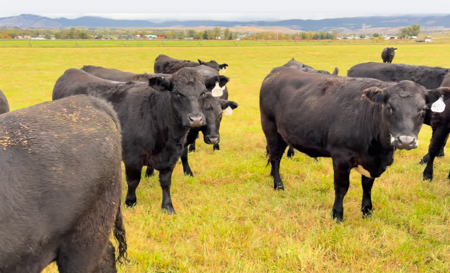 BIG FANCY, 1050lb bred heifers! March – Mid April calvers!- BH1013A5